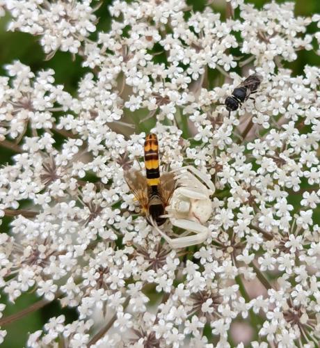 Sphaerophoria scripta